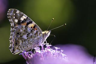 Belle dame  (Vanessa cardui) (boblecram)
