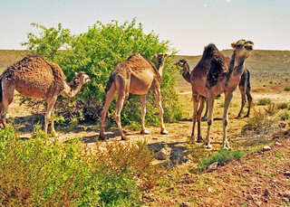 Marruecos, 1998. (Luis M&ordf; Lainsa)