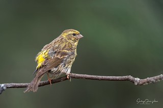Ser&iacute;n verdecillo / European Serin (Serinus serinus) (Santiago GV)