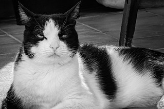 Tola. Un manto de luces y sombras (Egg2704)