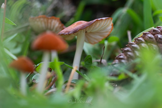 Little World (veltrahez)