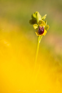 Ophrys lutea. (Jorge Nubla)