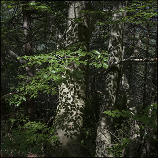 L'ombra no existiria sense les fulles (fotopsia.cat)