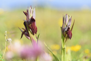 Serapias cordigera (Javi Diez Porras)