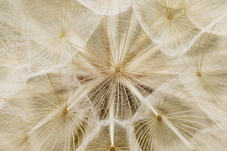 Otras redes (Tragopogon)... (JLuis San Agust&iacute;n)