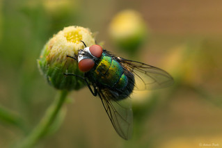 Lucilia sericata (Antonio Puche)
