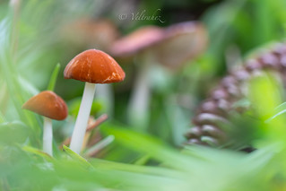 Another point of focus. (veltrahez)