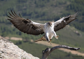 Aguila azor perdicera. (Aquila fasciata) &Aacute;guila de Bonelli (Fernando Dom&iacute;nguez Magar&iacute;n)