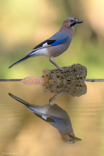 Mirror (Antonio Puche)