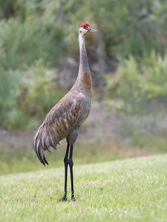 Sandhill Crane (veltrahez)