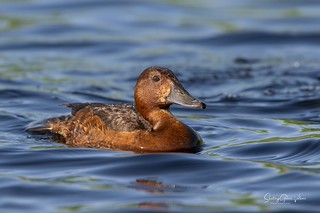 Porr&oacute;n pardo / Ferruginous Duck (Aythya nyroca). (Santiago GV)