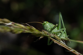Grillo de matorral (Pablo y Juli&aacute;n)