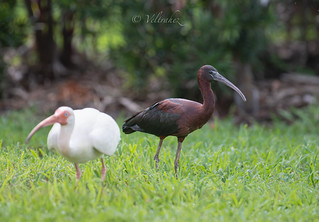 Glossy Ibis (veltrahez)