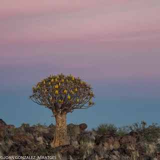 NAMIBIA 2026 (Joan Gonz&aacute;lez_Miratges)