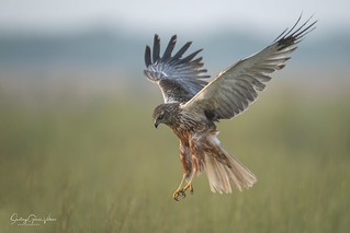 Aguilucho lagunero occidental / Western Marsh Harrier (Circus aeruginosus) (Santiago GV)
