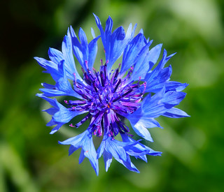 corn flower (Stu Bo)