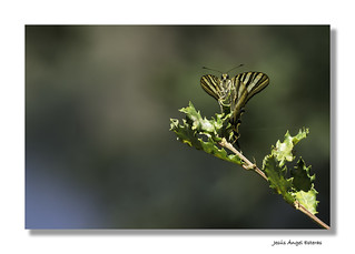 Papilio machaon corazon_P6270141 (Jes&uacute;s&Aacute;ngel)