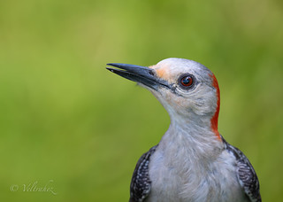 Woodpecker Portrait (veltrahez)