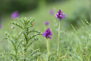 Anacamptis pyramidalis (Javi Diez Porras)