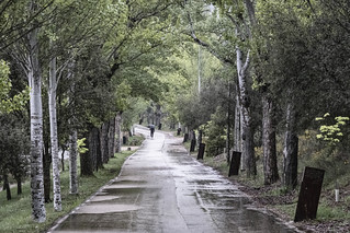 Llueve y llueve sobre los chopos medio deshojados (Ignacio M. Jim&eacute;nez)