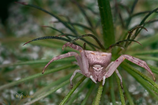 Ara&ntilde;a cangrejo (Thomisus onustus) (Pablo y Juli&aacute;n)