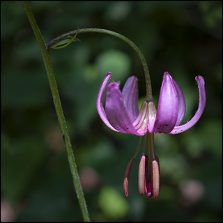 Dibuixo una flor i l'acoloreixo (fotopsia.cat)