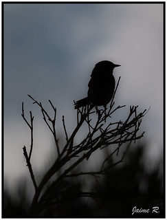 Pajarillo (Jimihendrix II)