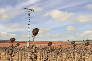 Campo de girasol. (J.G.Sansano)