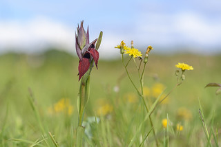 Serapias cordigera (Javi Diez Porras)