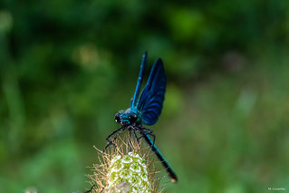 Azul (Manuel C G)