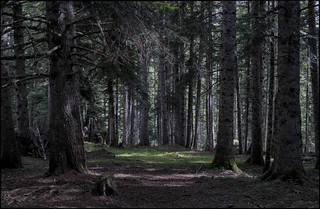 Nom&eacute;s caminar (fotopsia.cat)