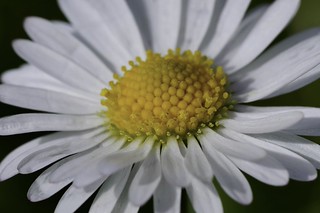 The little lawn daisy (Steve Don)