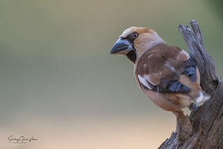 Picogordo com&uacute;n / Hawfinch (Coccothraustes coccothraustes) (Santiago GV)