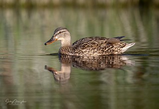 &Aacute;nade azul&oacute;n / Mallard (Anas platyrhynchos) (Santiago GV)