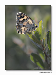 Melanargia-lachesis_P7080268 (Jes&uacute;s&Aacute;ngel)