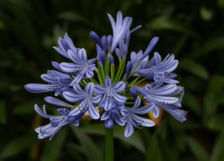 Agapanthus (Ger1969)