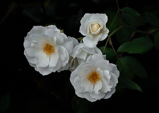 Rosas blancas (Ger1969)