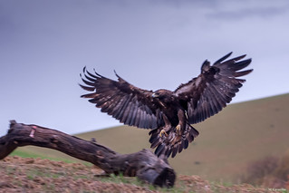 El &aacute;guila real (Manuel C G)