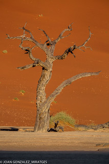 NAMIBIA - DEAD VLEI 2026 (Joan Gonz&aacute;lez_Miratges)