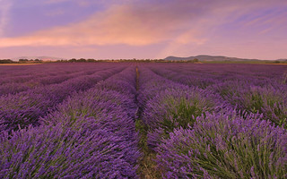 Por campos de lavanda   (Navarra) (JLuis San Agust&iacute;n)