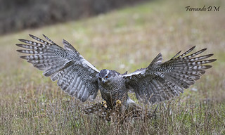 Azor (Accipiter gentilis) GOSHAWK (Fernando Dom&iacute;nguez Magar&iacute;n)