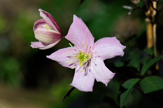 Clematis. (r.zenon)