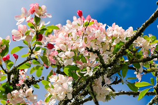 Spring Blossoms. (r.zenon)