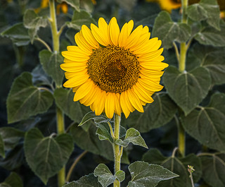 Girasoles - JosCar - 220626 - 1 (10) (Jos&eacute; Carlos Cabello)