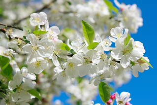 Spring Blossoms. (r.zenon)