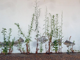fachada ciega con plantas salvajes. (Luis M&ordf; Lainsa)