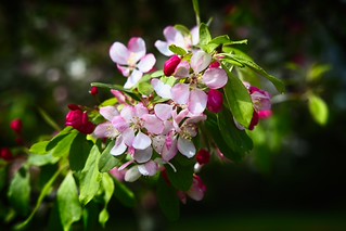 Spring Blossoms. (r.zenon)
