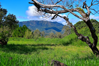 Central Highlands of New Caledonia. (Philip Wood Photography)