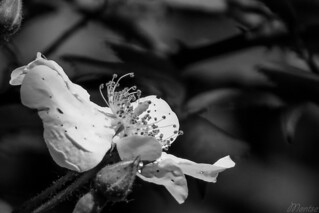 La naturaleza no necesita voz para crear poes&iacute;a (Egg2704)