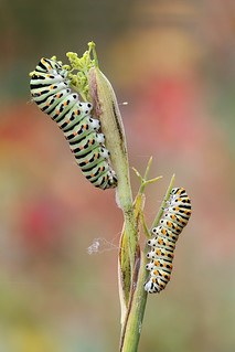 Orugas machaon (Carlos. B)